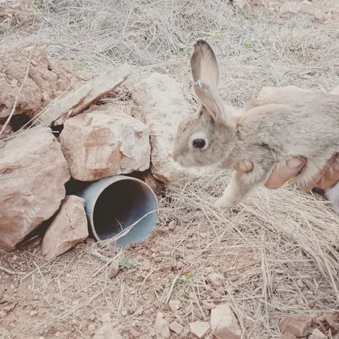Un conill sostingut al costat de l’entrada d’un refugi entre pedres.
